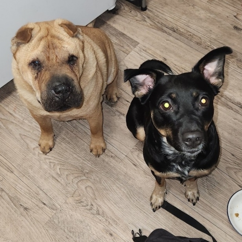 Meet your Posher, Ignited